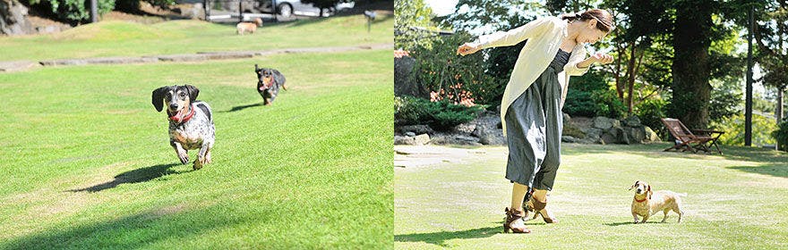 【愛犬への特典付】本格フレンチを堪能
